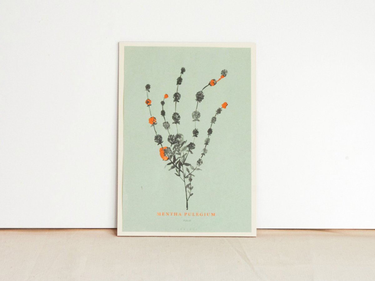 Image of Mentha Pulegium