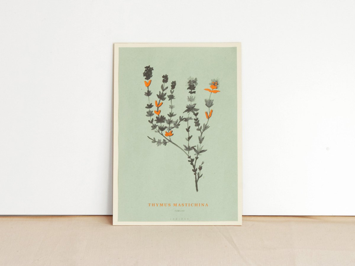 Image of Thymus Mastichina