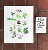 COMMON FLOWERS & PLANTS OF THE APPALACHIAN TRAIL: 11x14 INCH LIMITED EDITION PRINT