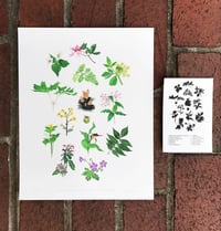 Image 4 of COMMON FLOWERS & PLANTS OF THE APPALACHIAN TRAIL: 11x14 INCH LIMITED EDITION PRINT