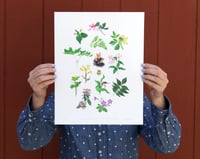 Image 1 of COMMON FLOWERS & PLANTS OF THE APPALACHIAN TRAIL: 11x14 INCH LIMITED EDITION PRINT