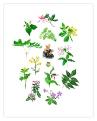 Image 2 of COMMON FLOWERS & PLANTS OF THE APPALACHIAN TRAIL: 11x14 INCH LIMITED EDITION PRINT