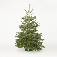 Extra Large Christmas Tree 8 foot or taller