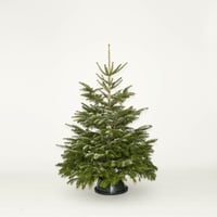 Large Christmas Tree 6-7 foot