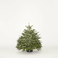 Small Christmas Tree up to 5 foot