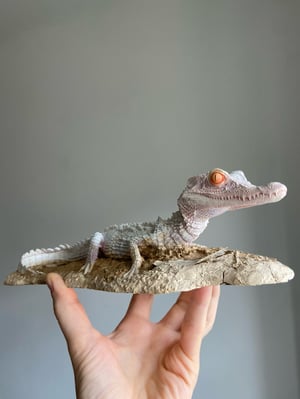 Albino Dwarf Caiman