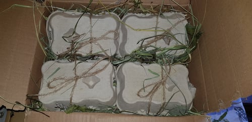 Image of Recycled egg box stuffed with forage