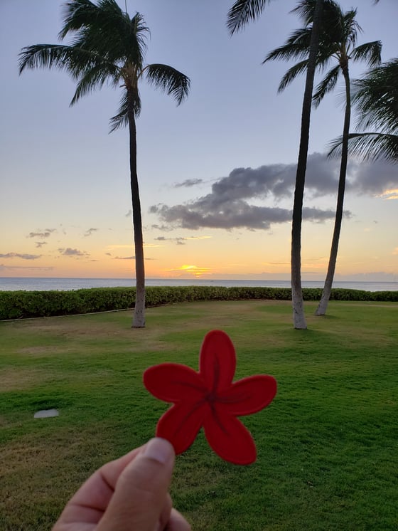 Image of Maroon plumeria 