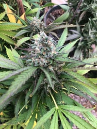 Purple Hindu Chunk F1 