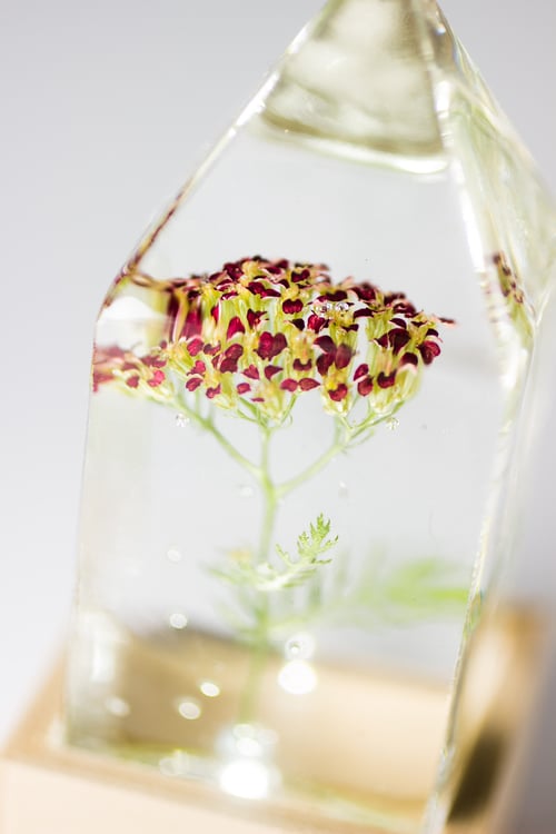 Image of Red Yarrow (Achillea millefolium) - Floral Prism Desk Lamp #2