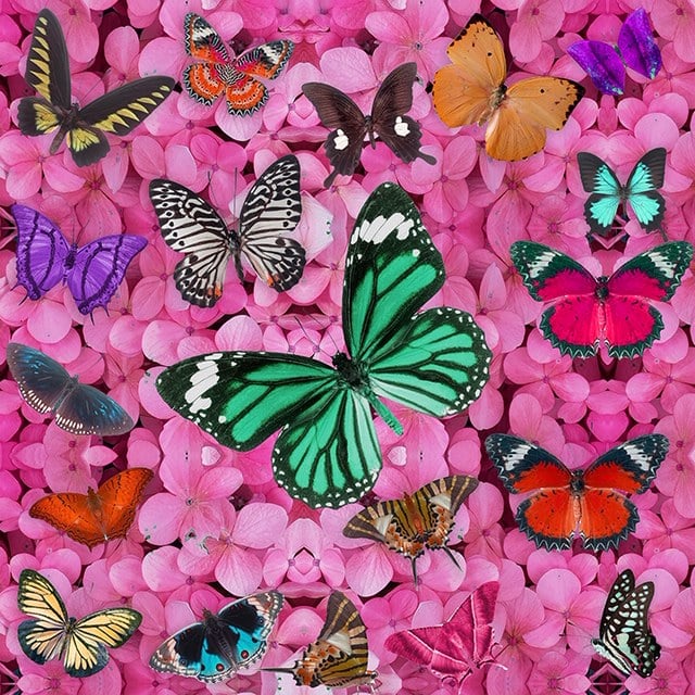 Image of BUTTERFLY HEAVEN PINK 