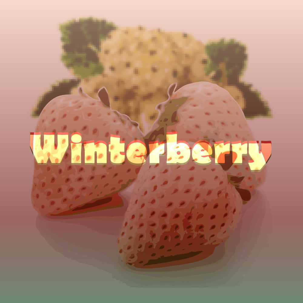 Image of Winterberry