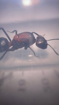 Image 2 of Camponotus angusticollis sanguinolentus