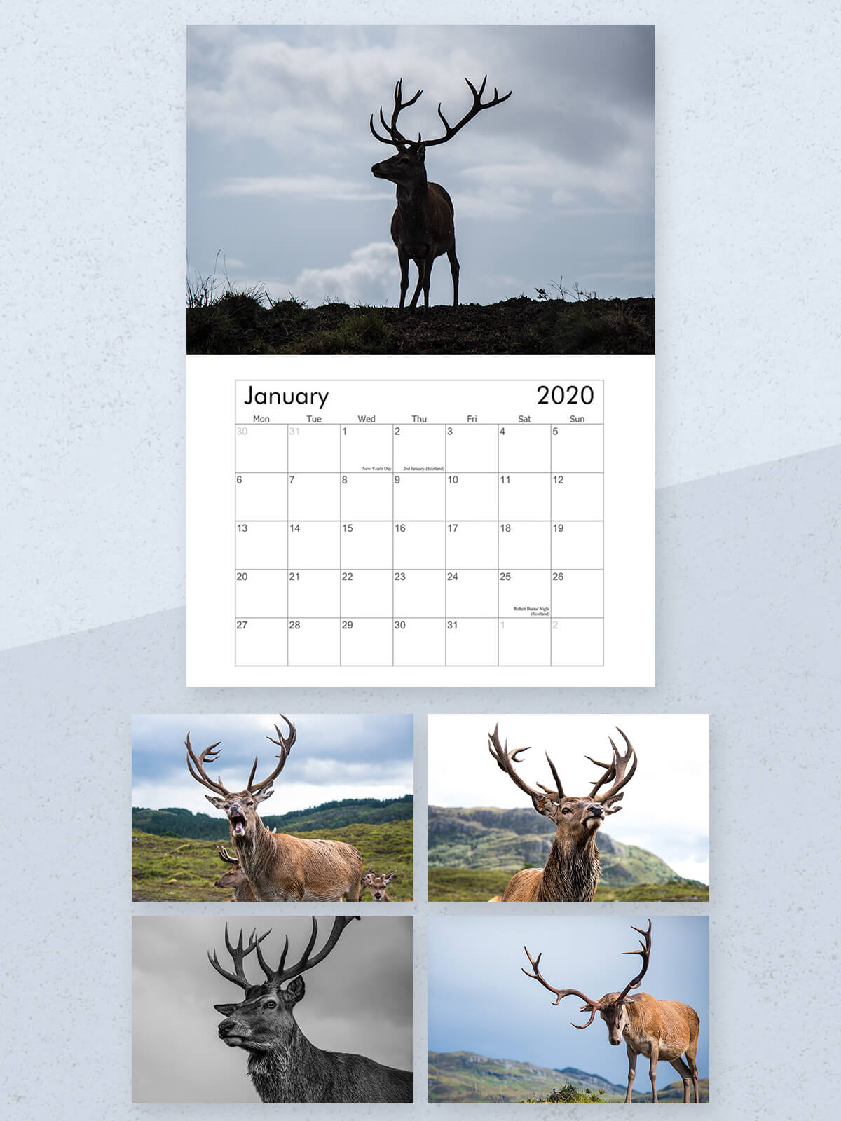 Image of 2020 Stag Calendar (A4) - Single
