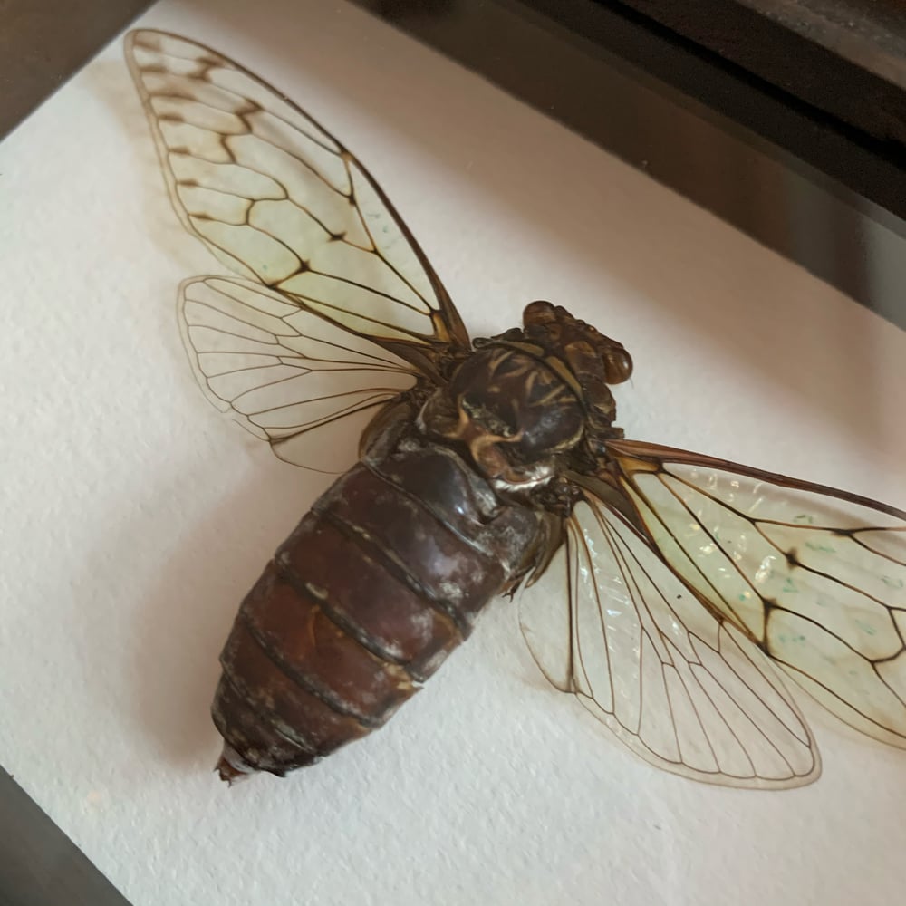Image of lil cicadas