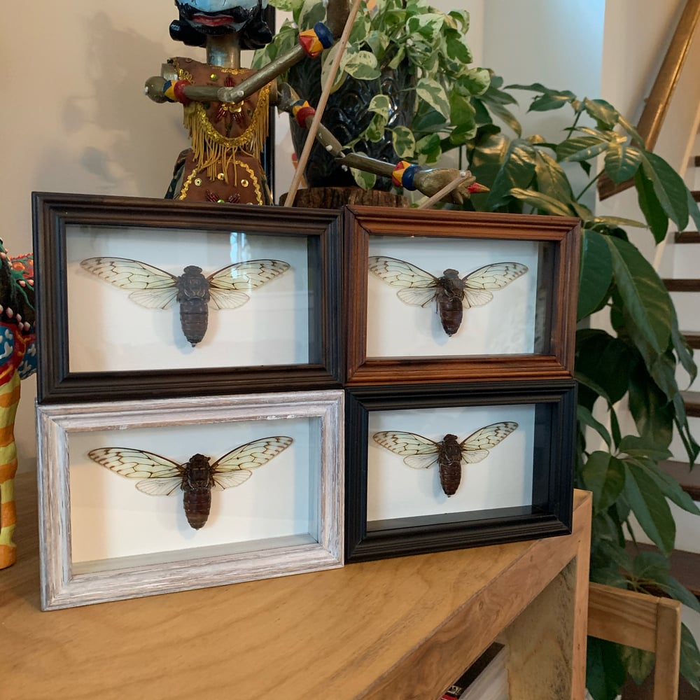 Image of lil cicadas