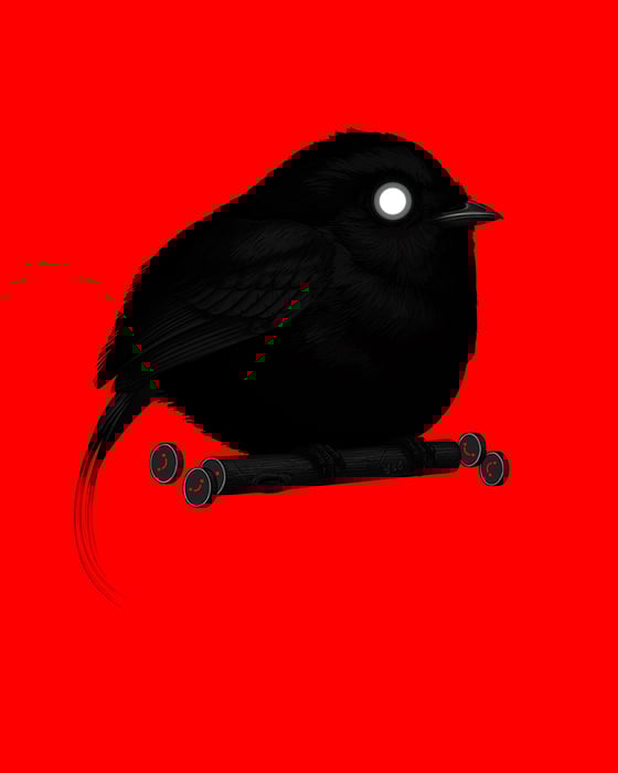 Image of Wire-tailed Manakin (Red)