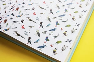 Image of Atlas Of Amazing Birds - Signed/Drawn Hardback