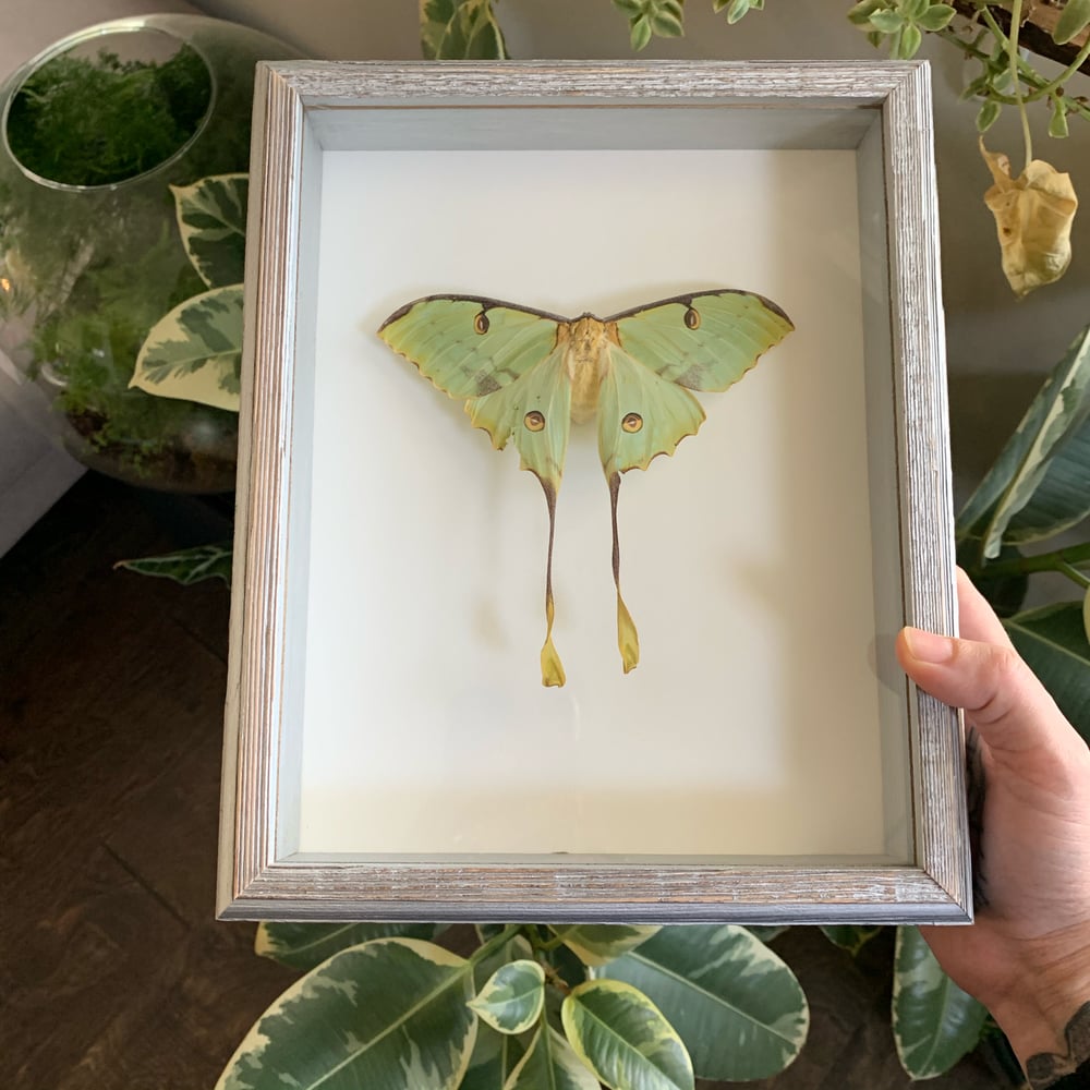 Image of African Moon Moth