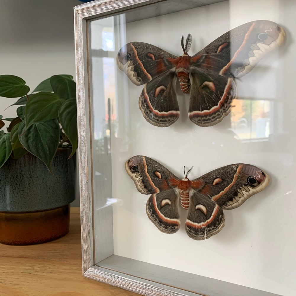 Image of Male & Female pair - cecropia moth