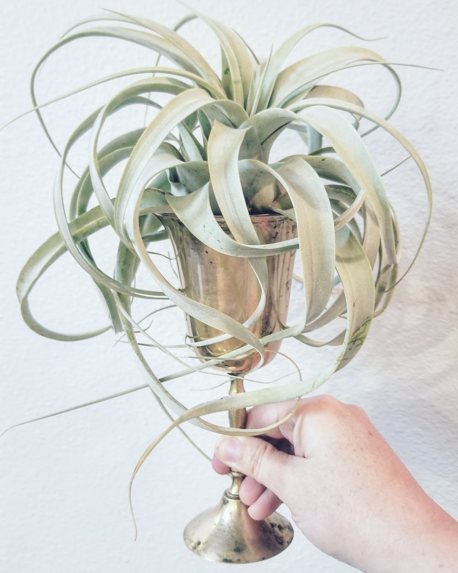Image of Large Tillandsia Xerographica in a Vintage Silver Plate Goblet