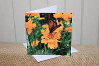 Nutfield Coreopsis Notecard