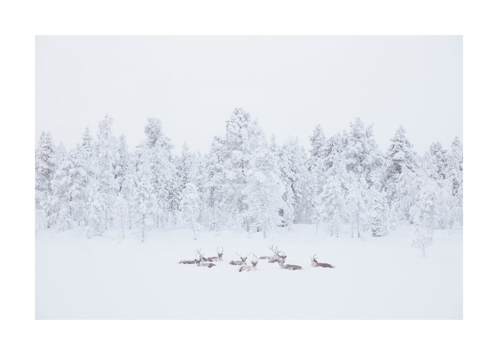 Image of Reindeer, The Arctic