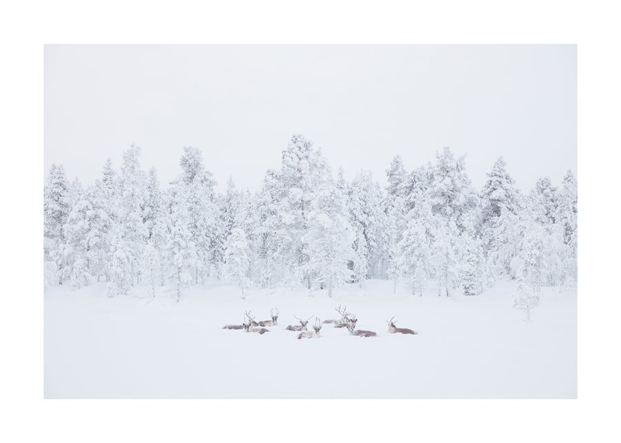 Image of Reindeer, The Arctic