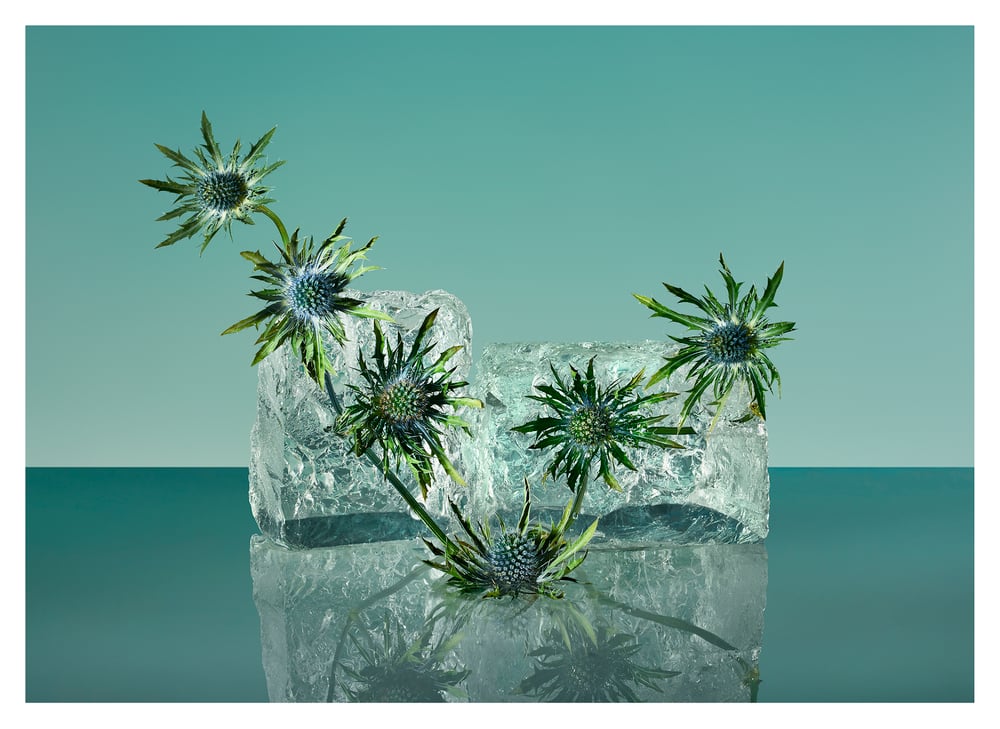 Image of Freezing Flowers 01