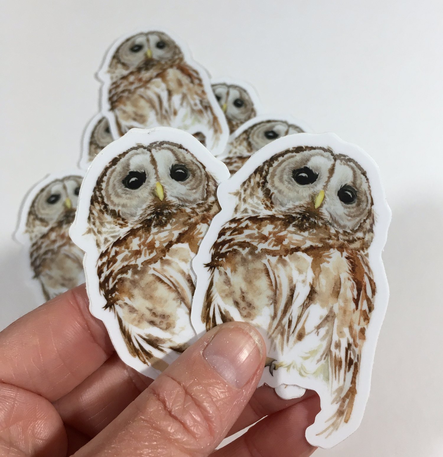 Image of Barred Owl ~ Vinyl STICKERS