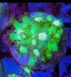 blue Tip Goniopora 