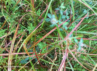 Beautiful Grasses