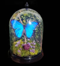 Blue morpho terrarium