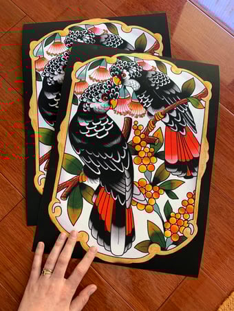 Image of Australian Black Cockatoos