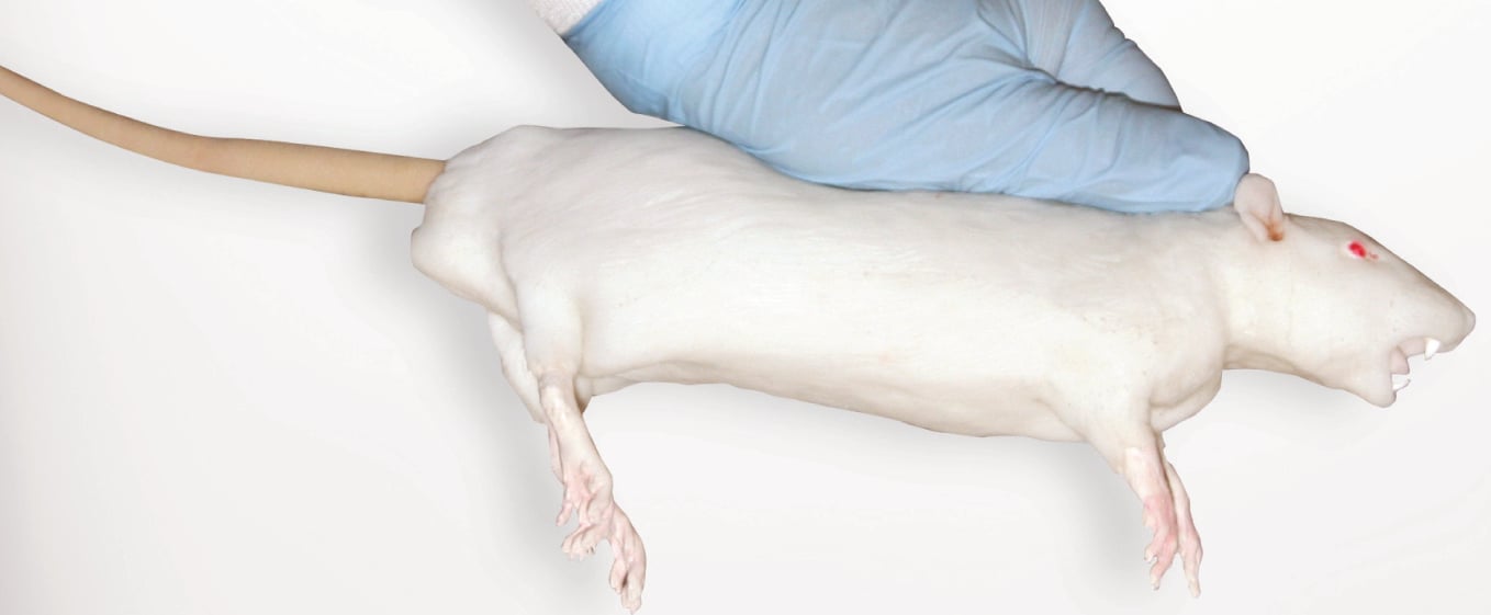 Image of VetTech Rat / CITA Rat