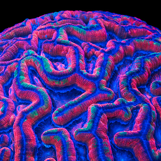 Image of Brain Coral Print (Limited Edition 2019)