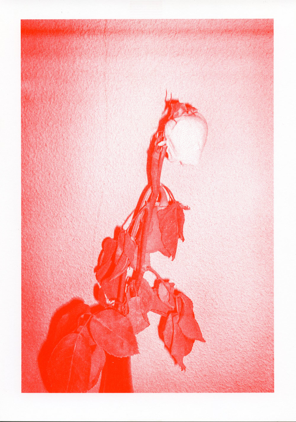 RED ROSES Riso Print on Fine Art paper