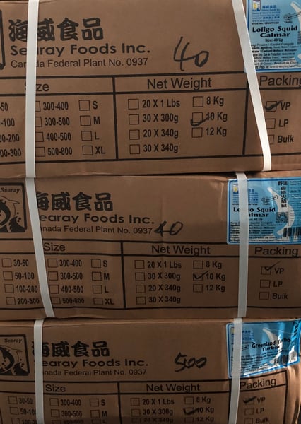 Image of Squid Loligo 40 up 9 kg