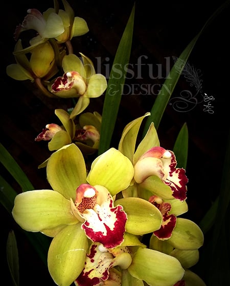 Image of Orchid en Chartreuse 16x20{PRINT} / CANVAS PRINT