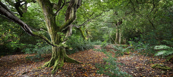 Image of Pollok Park 001