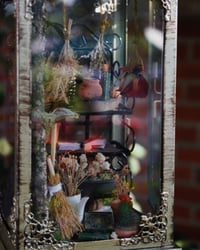 Image 1 of Greenhouse Curiosity 