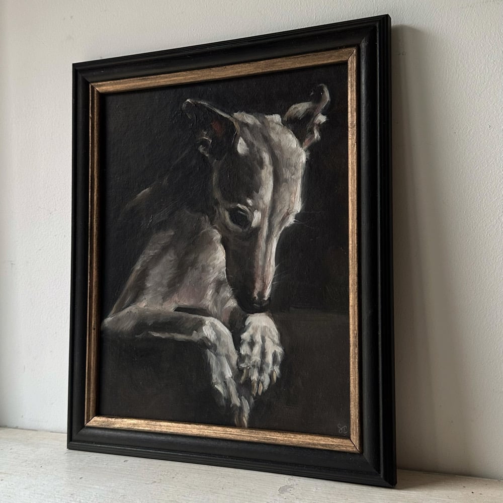 Image of white whippet 