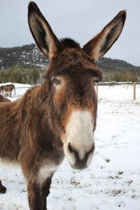 Image 2 of Donate to the Donkeys