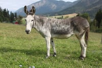 Image 4 of Donate to the Donkeys