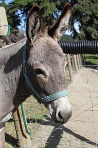 Image 5 of Donate to the Donkeys