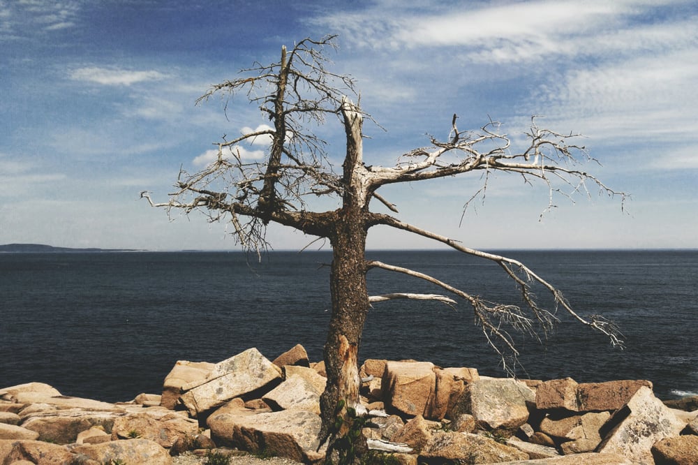 Image of Acadia Tree Print