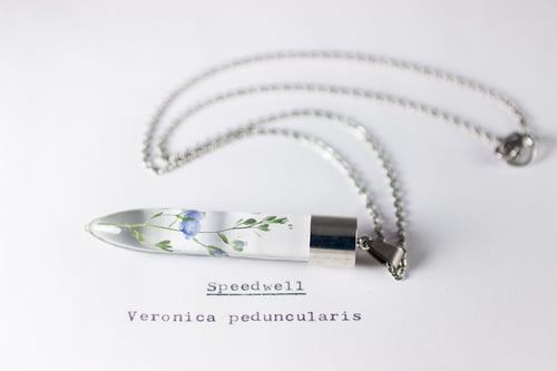 Image of Speedwell (Veronica peduncularis) - Medium #2