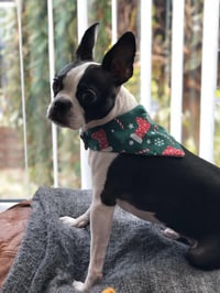 Pet Bandana