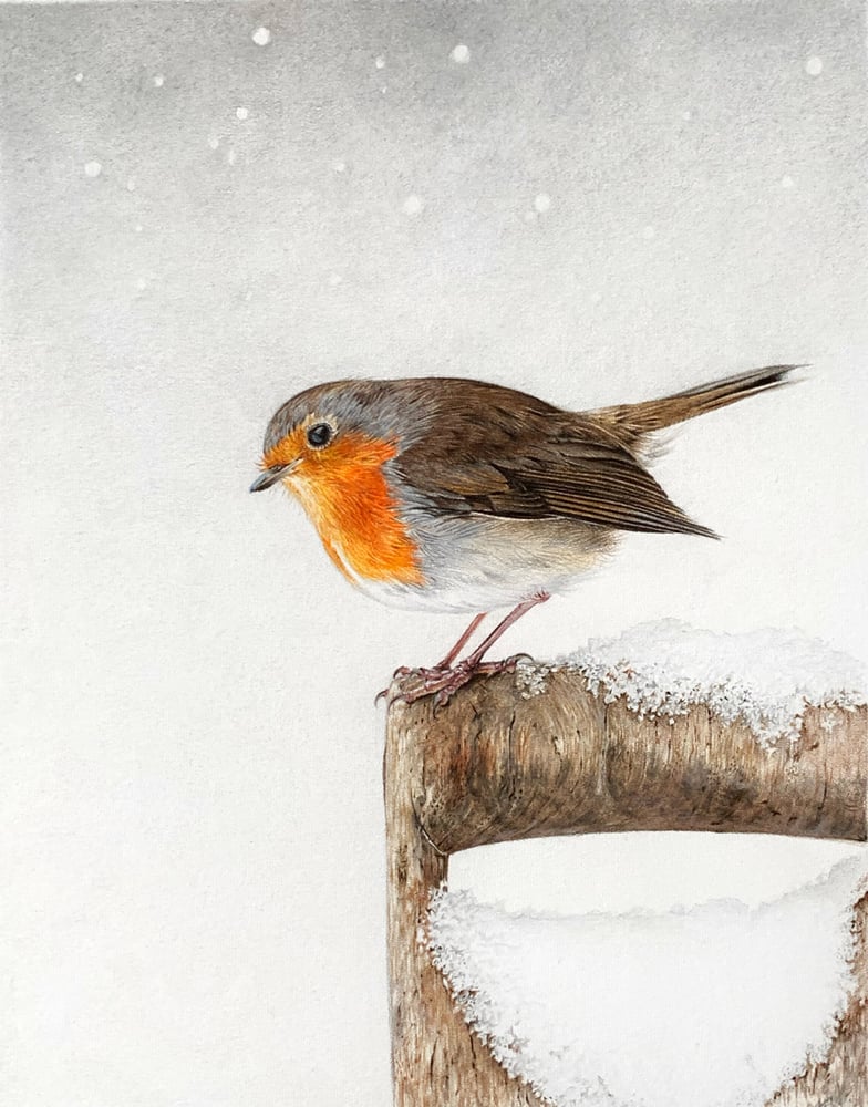 Image of 'Winter Robin' Mounted Print