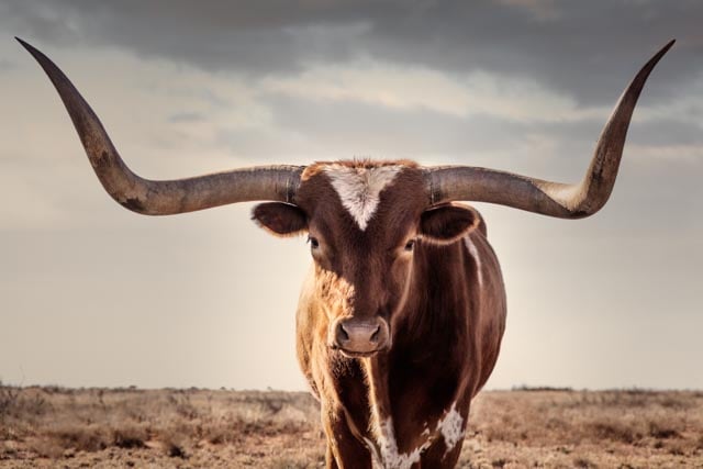 Image of Longhorn